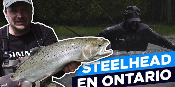 Steelhead dans les tributaires de l'Ontario - Ép 02